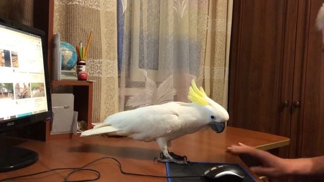 Какаду Кирюня, это не обычный попугай!?? Kakadu Kiryunya, This Is No Ordinary Parrot For You.