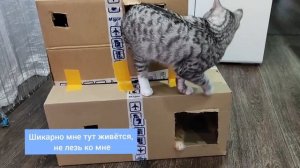 Картонный домик для котов своими руками. Кошка Ириска и Кот Вольт делят домик