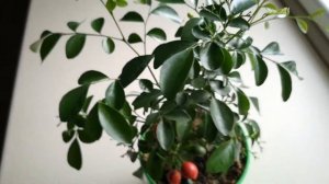 МУРАЙЯ ДАЛА ПЕРВЫЕ ПЛОДЫ)))? + НЕСКОЛЬКО ИНТЕРЕСНЫХ ФАКТОВ