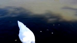 Футаж лебеди на пруду