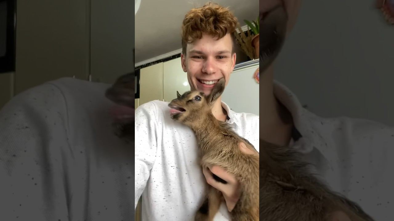 Может козлят дома стоило оставить ? Как назовем парочку ? смотреть онлайн