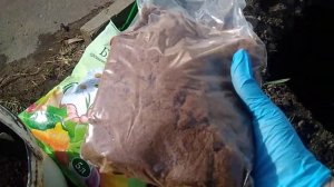 САЖАЕМ РОЗЫ .ЧТО ПОЛОЖИТЬ В ЛУНОЧКУ ПРИ ПОСАДКИ РОЗ .