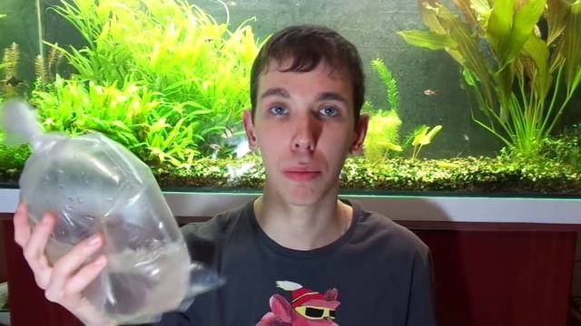 Как правильно перевозить аквариумных рыб Транспортировка аквариумных рыб смотреть онлайн