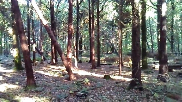 354. Английская ведьма. Жуткая сказка на ночь. смотреть онлайн