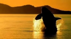 Видео про море, закаты и дельфинов