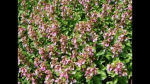 Дубровник обыкновенный Teucrium chamedrys