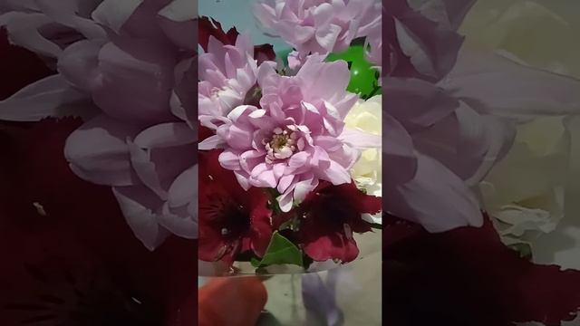 Странные вопросы по поводу цветов. смотреть онлайн