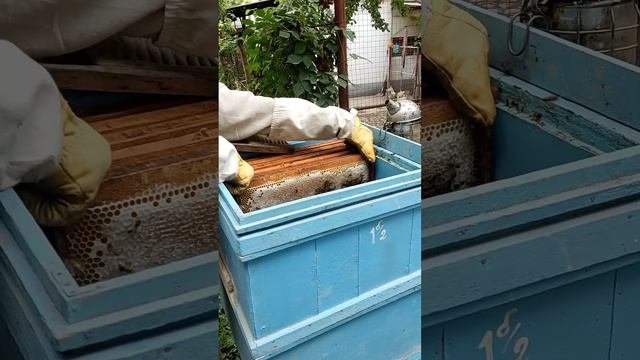 Вытаскиваем медовые 🍯 рамки