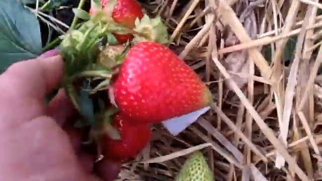 Сирия -сорт клубники - смотреть онлайн