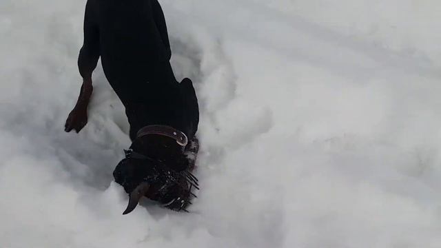 Прогулка в поле с доберманом смотреть онлайн