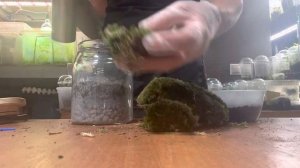 Мини-флорариумы с мхом леукобриум. Flo