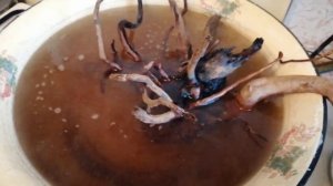 УДОБРЕНИЕ ИЗ ГОЛУБОЙ ГЛИНЫ ДЛЯ АКВАРИУМНЫХ РАСТЕНИЙ СВОИМИ РУКАМИ I СТОИТ ТОГО? I ПРОСТЫЕ СОВЕТЫ #5