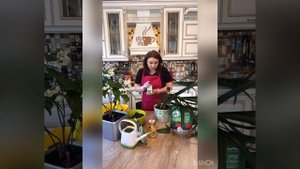 Пересадка кливии