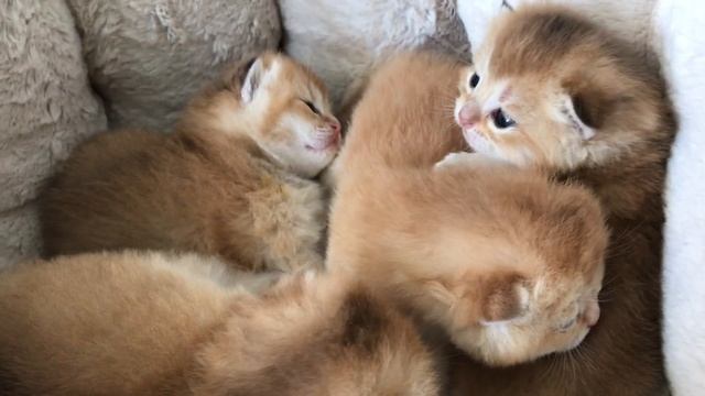 ???КОТЯТА ЗЛАТЫ,ТОЛЬКО ОТКРЫЛИ ГЛАЗКИ???ЗОЛОТАЯ ШИНШИЛЛА?