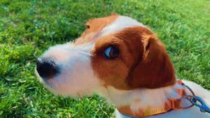 Бегаем с мячом! Будни Джек Рассел терьера.