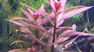 beautiful dark red ludwigia repens