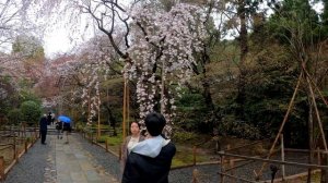 Сад камней храма Рёан дзи, Киото, Япония 2023г  Часть 1