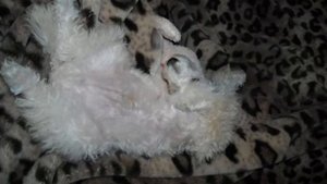 Карликовый пудель.avi