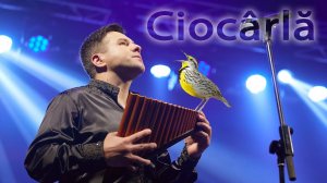 "Ciocârlă" Constantin Arvinte | "Жаворонок" Константин Арвинте