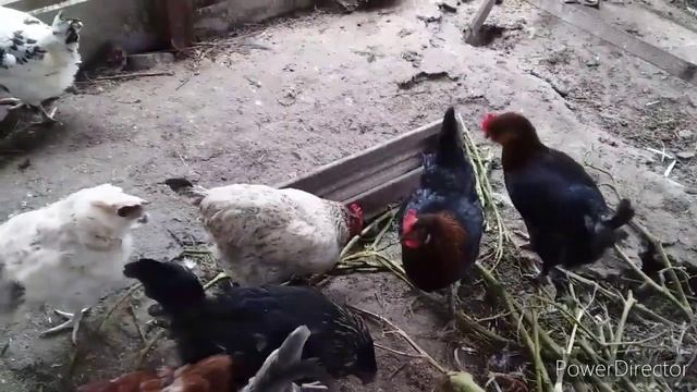 ✔Упала Яйценоскость у Кур?!/Ожирение у Кур Несушек,Причины и Что Делать с Толстушками?/Просто Жизнь