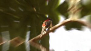 The Most Beautiful Birds You've Never Seen