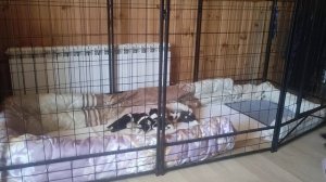 Кормление щенков ши-тцу.