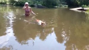Кот купается в реке! Мейнкун любит воду! На урале +40 ! Даже кот полез в воду!