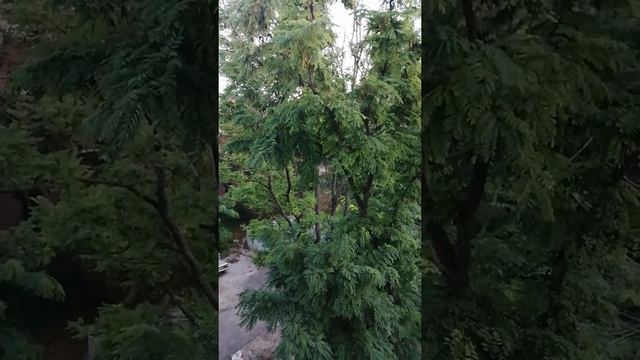 УТРО 05:25 ВКЛЮЧИЛИ В ШКОЛЕ ОПОВЕЩЕНИЕ О ПОЖАРЕ🤔😕😳🥺06.08.21 смотреть онлайн