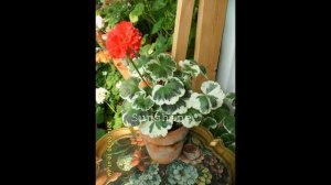 Pelargonium Oliver Welfare (2013~2014)  팬시리프 올리버웰페어