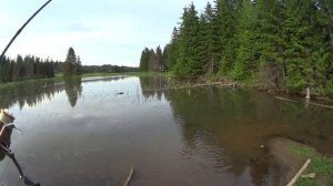 Бешенный клев окуня. УЛ ловля окуня на дроп шот. Бонусы в виде карасей!!!