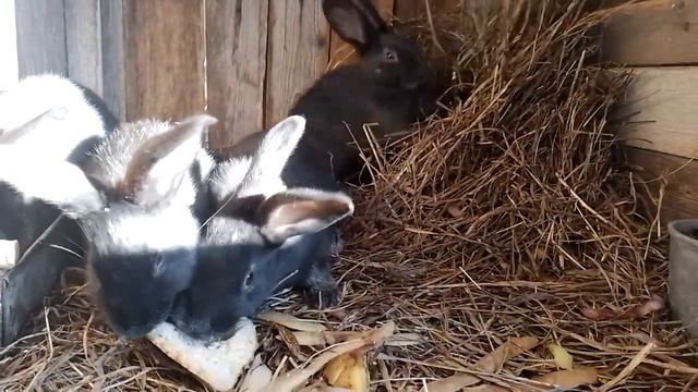 моя самая любимая порода кроликов это кролики полтавское серебро смотреть онлайн