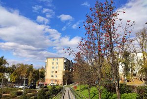 Рябина . Владивосток
