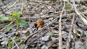 Сморчки 2023г.