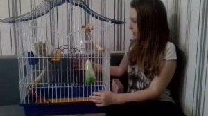 Как ухаживать за попугаем