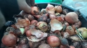 Сажаю озимый лук на зелень репкой и севком