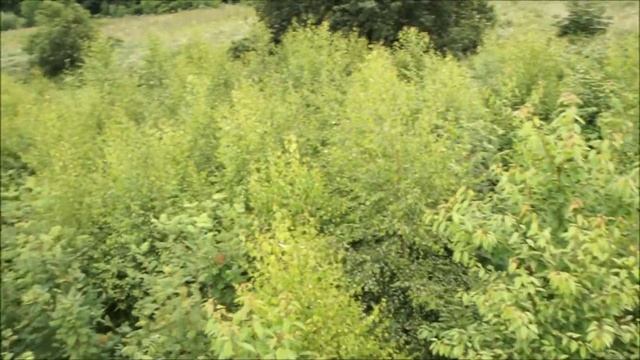 Tarot 690 Pro GHT 3 Axis Gimbal Nex 5 Camera 18-55mm Lens смотреть онлайн