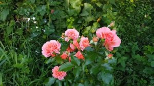 Розы Prix PJ Redoute, Pink Abundance, Chateau de Verteuil, Mary Ann, Institute Lumier _1080HD