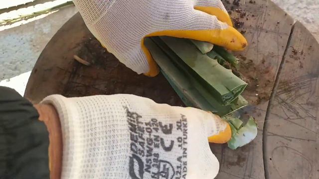 Çekirdekten Çarkıfelek (Passiflora) Bitkisi Yetiştirme/Passionflower (Passiflora)Plant from the See смотреть онлайн