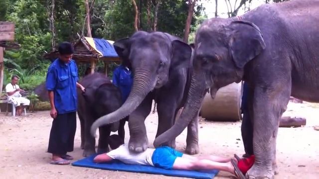 Во слон сильно_вдул