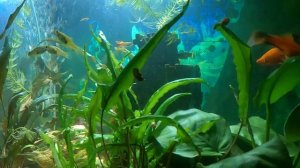 Аквариум с рыбками #аквариум #рыбки #релакс