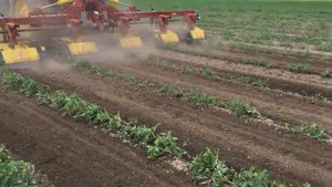 Междурядная фреза в работе