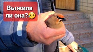 Птица ударилась об забор и травмировалась Валера подобрал!