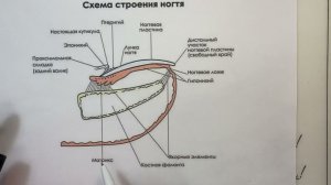 Строение ногтя