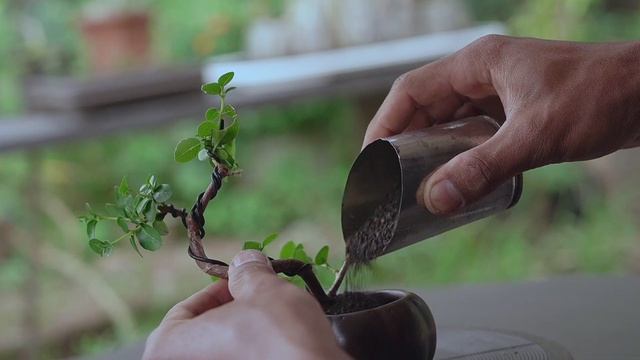 Bonsai diary - Planting Premna Microphylla смотреть онлайн
