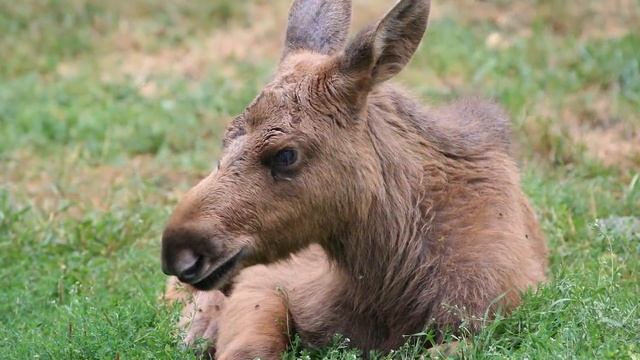Лось на своей спине вынес раненую девушку из ночного леса. Так лось отблагодарил её за все смотреть онлайн