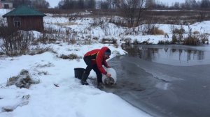 Запуск крупной  форели в новый пруд под рыбалку в кировской области