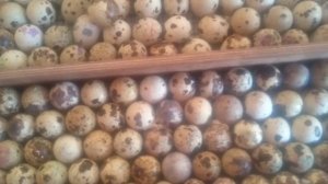 Перепелки-инкубация 15 день. Готовимся...