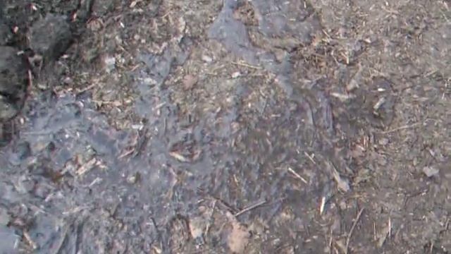 Немного о выгульном содержании курей