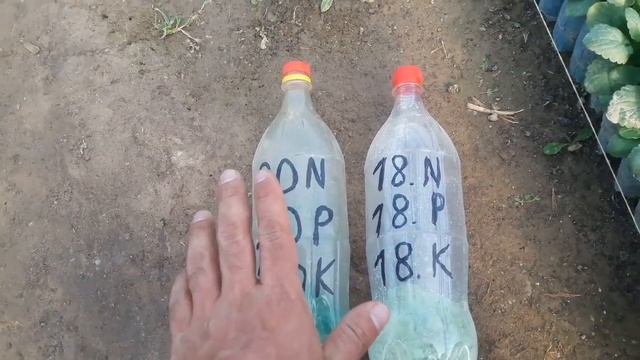 Сульфат калия + ???. За десять дней до бутонизации. Петунии, Виолы, Бархатцы Вам скажут спасибо.???