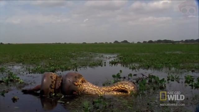 11 Ужасных существ/ Необычные животные Самая большая змея в мире смотреть онлайн